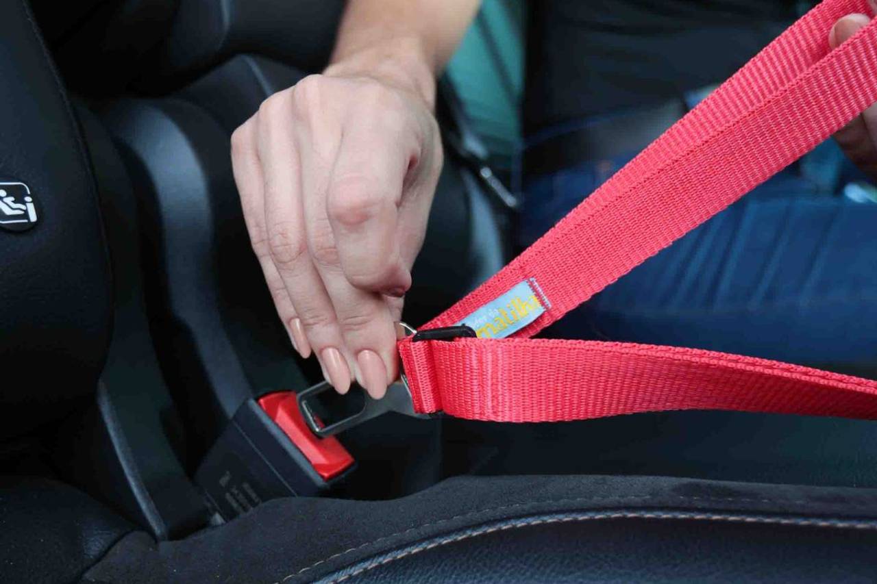 cinto para cachorro viajar