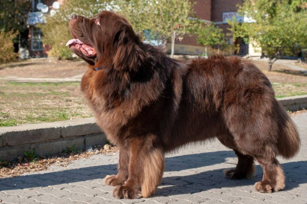 Cachorro marrom