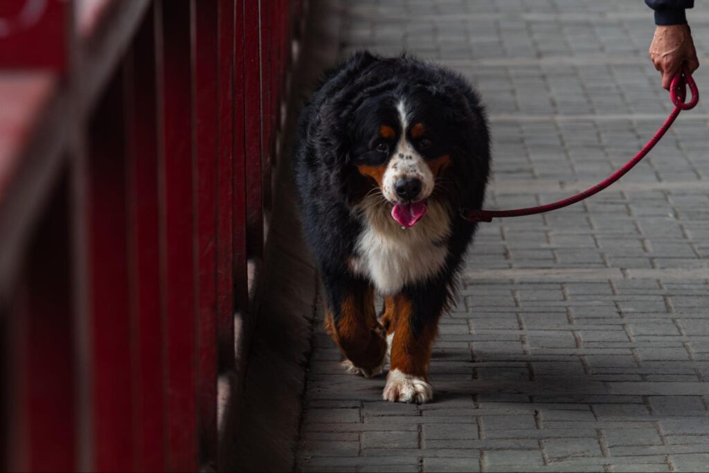 Cachorro de grande porte caminhando na calçada com guia vermelha durante passeio.