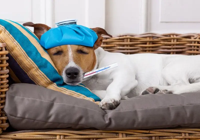cachorro com febre