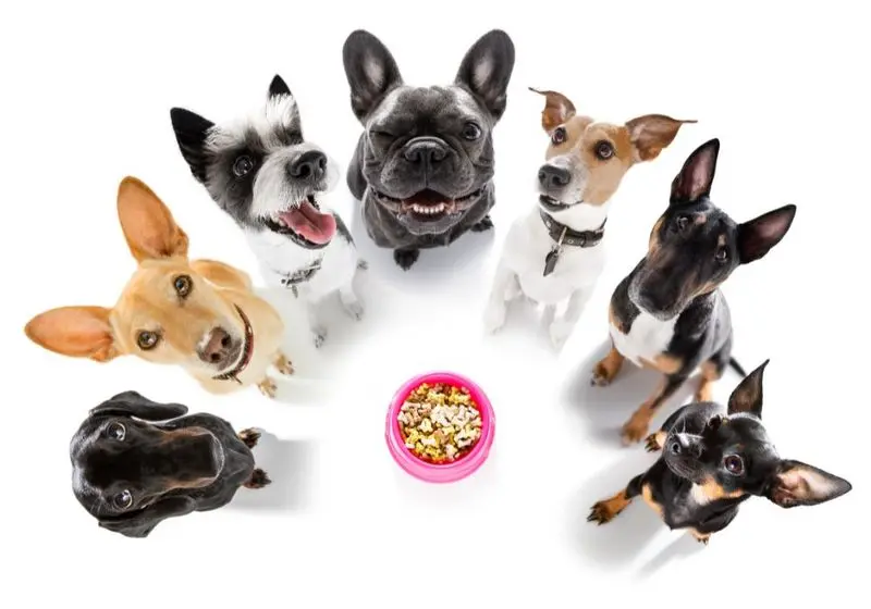 imagem com cachorros de várias raças