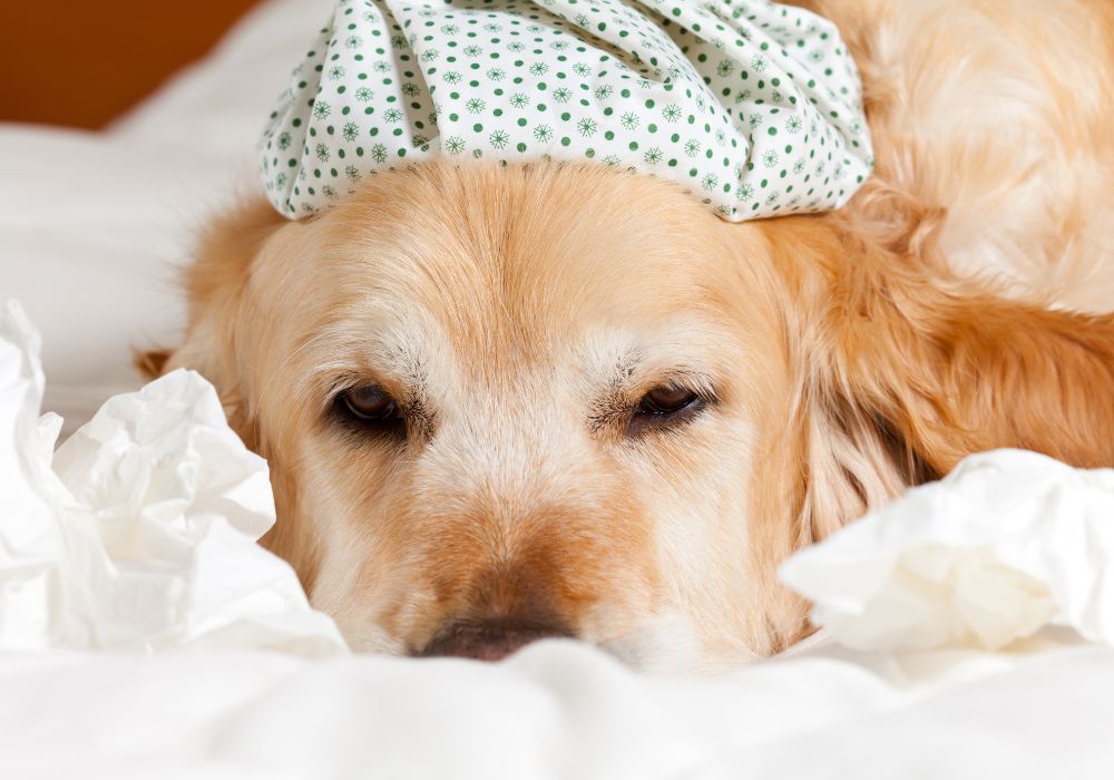 cachorro deitado em cama