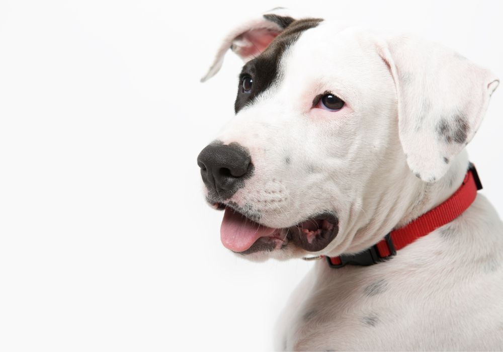 Cachorro com coleira vermelha