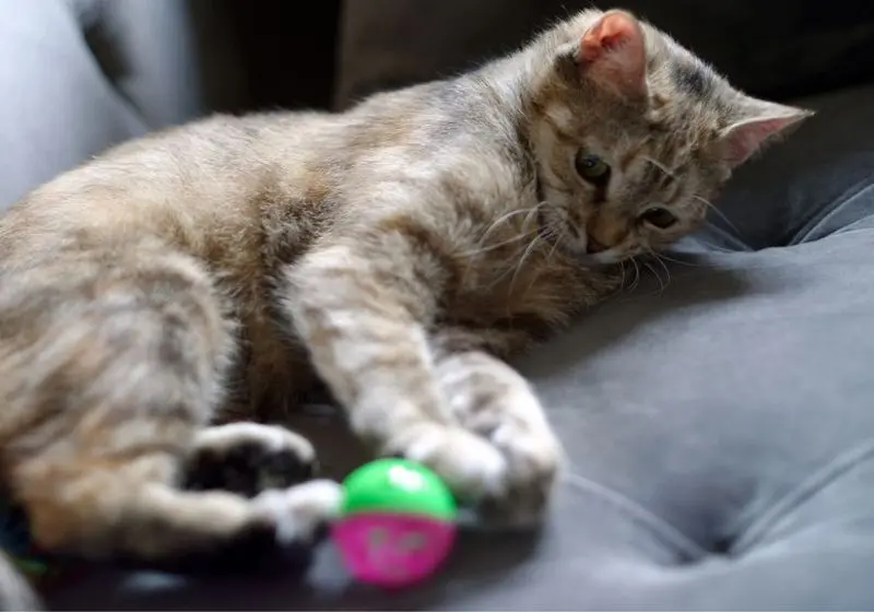 gato brincando com bolinha no sofá
