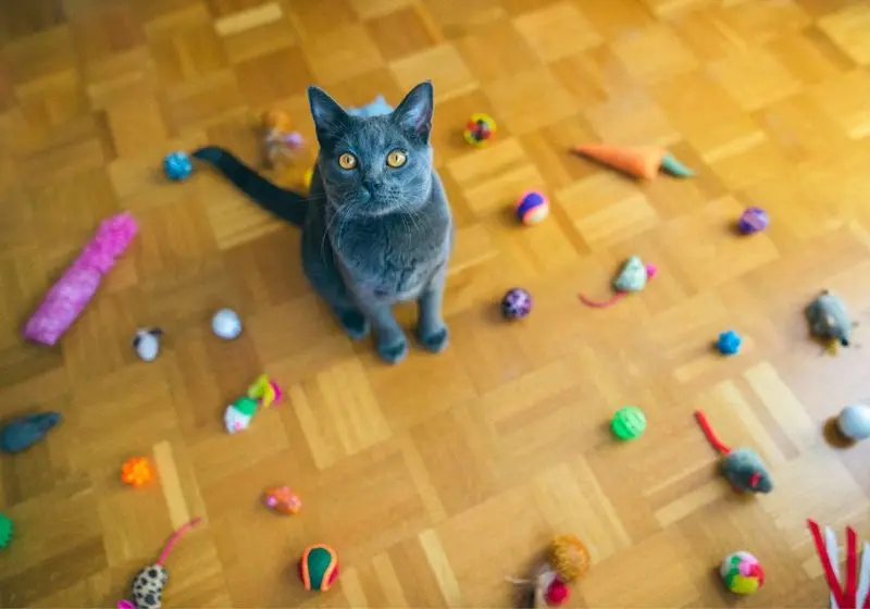 gato rodeado de brinquedos