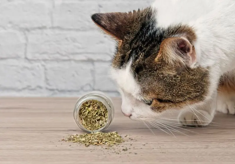 gato farejando pote com erva