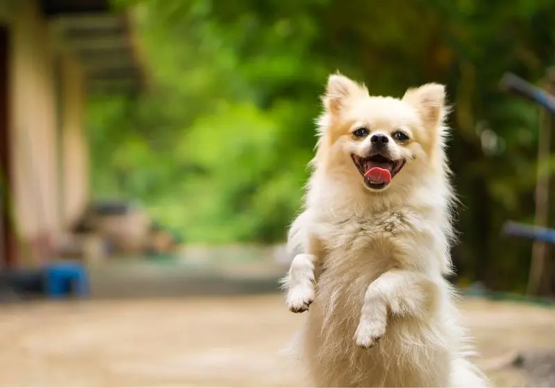 cachorro em duas patas