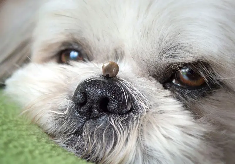 carrapato no focinho de cachorro