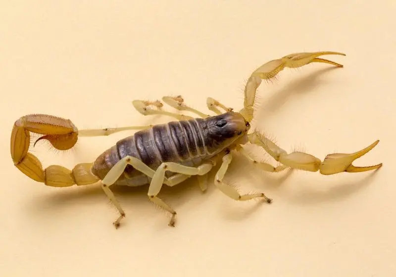 escorpião amarelo em destaque