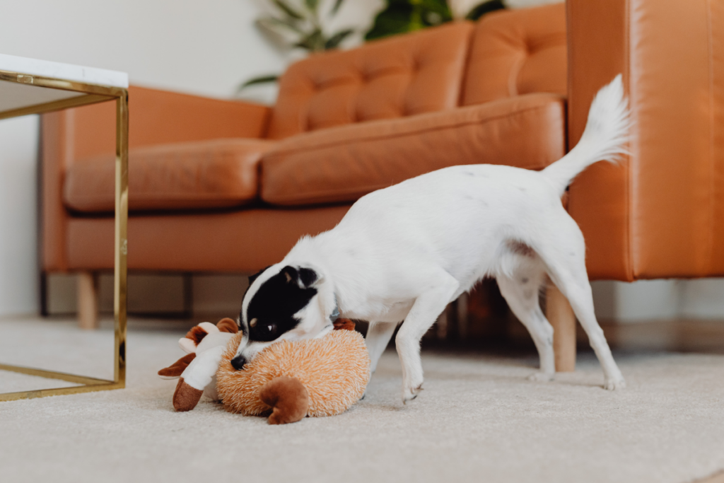 Cachorro branco com manchas pretas brincando com pelúcia no tapete da sala, em frente a um sofá marrom.