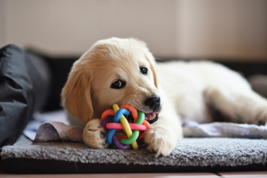 Filhote de cachorro golden retriever deitado em uma caminha, mordendo um brinquedo colorido para cães.