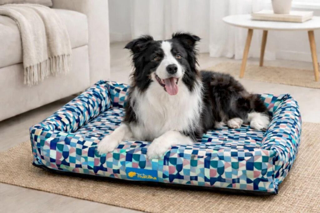 Cachorro border collie deitado em cama estampada para pets dentro de uma sala clara e aconchegante.