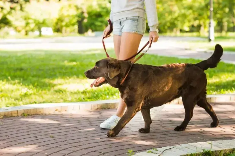 cachorro passeando no parque