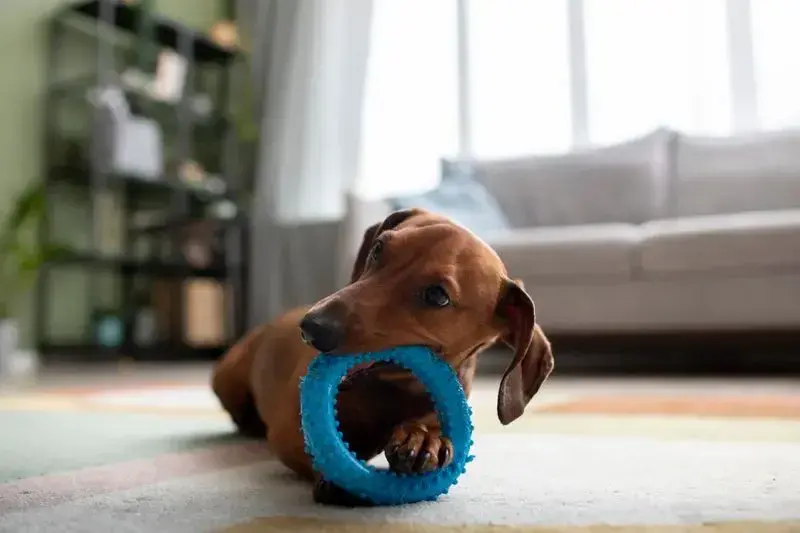 cachorro mordendo brinquedo