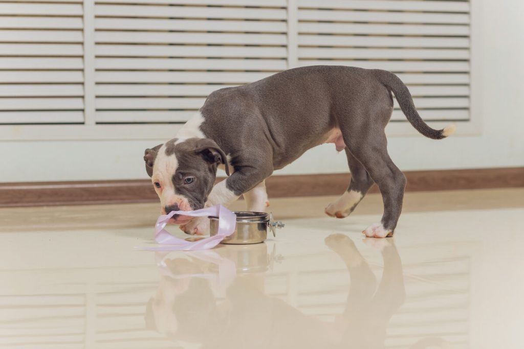 Filhote de cachorro brincando com laço na sala.