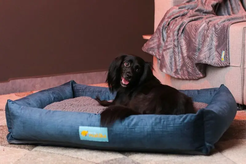 melhor cama para cachorro