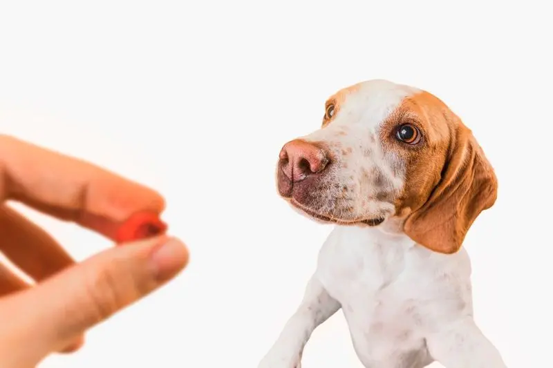 pode dar dipirona para cachorro