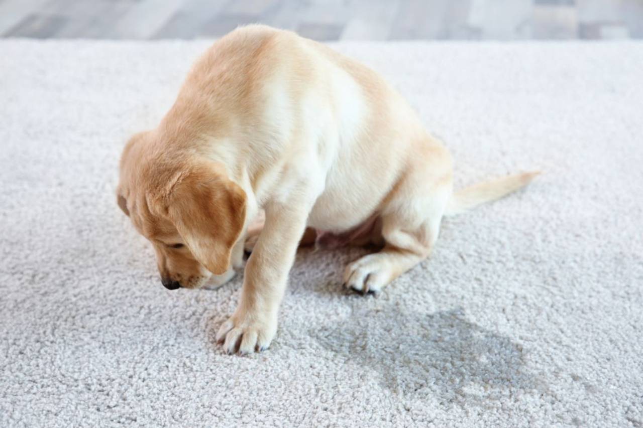 Cachorro triste que fiz xixi no tapete