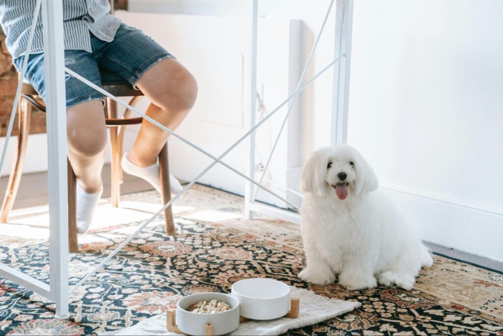Cachorro branco sentado dentro de casa perto dos potes de comida, em ambiente doméstico iluminado.
