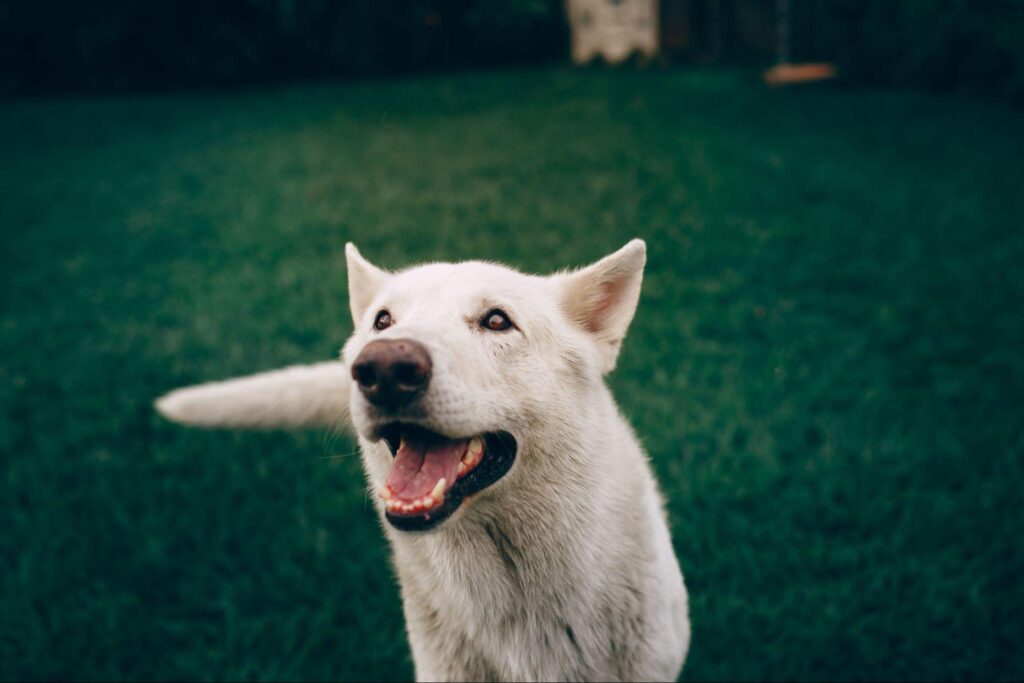 Cachorro branco feliz em gramado verde, representando o aprendizado para fazer xixi no lugar correto.