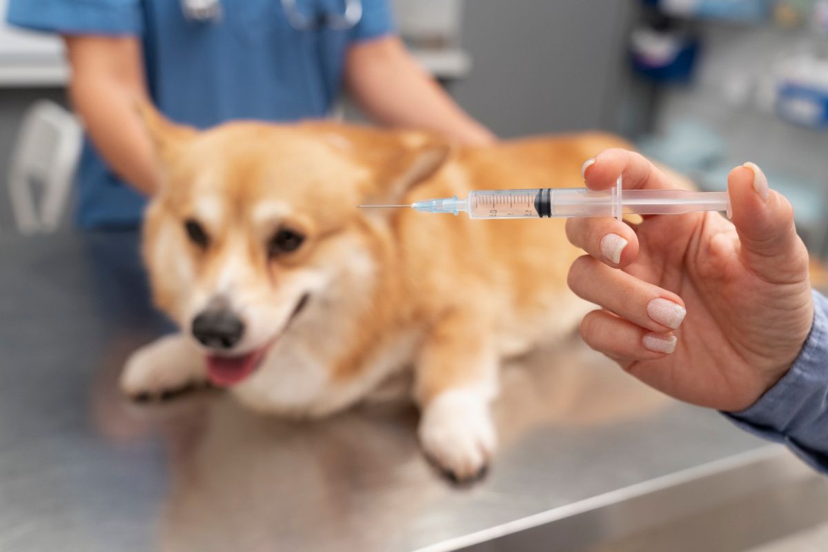 Qual é o remédio para sarna em cachorro? Entenda no blog!