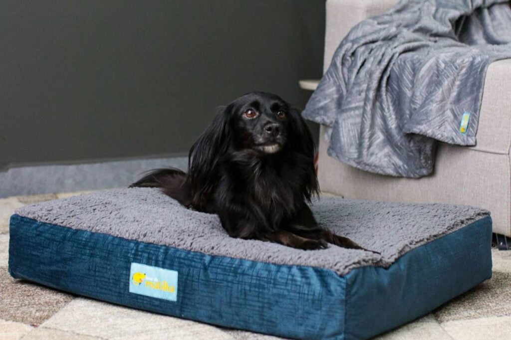 cachorrinho deitado na cama pet da Líder da Matilha