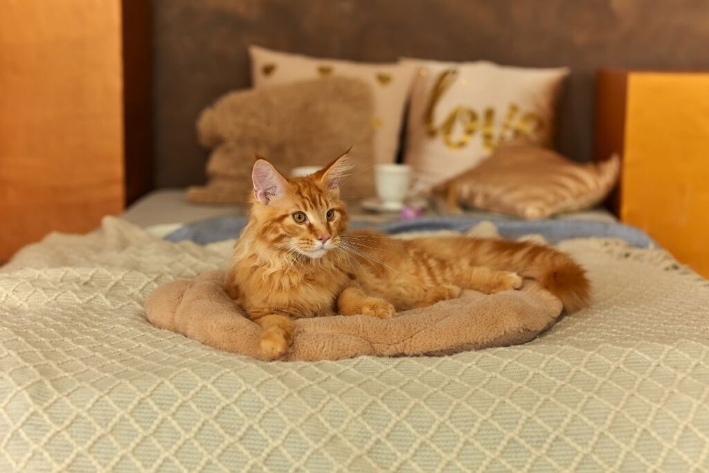 gato fazendo xixi na cama
