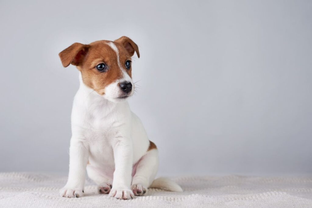 cachorro com virose