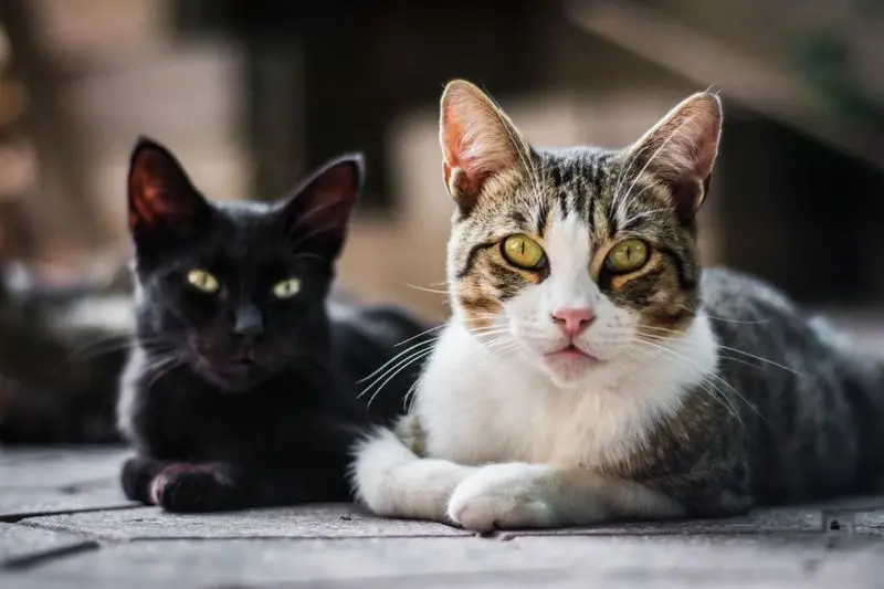 Dois gatos deitados olhando para a foto, um na coloração preta e outro branco com malhado.