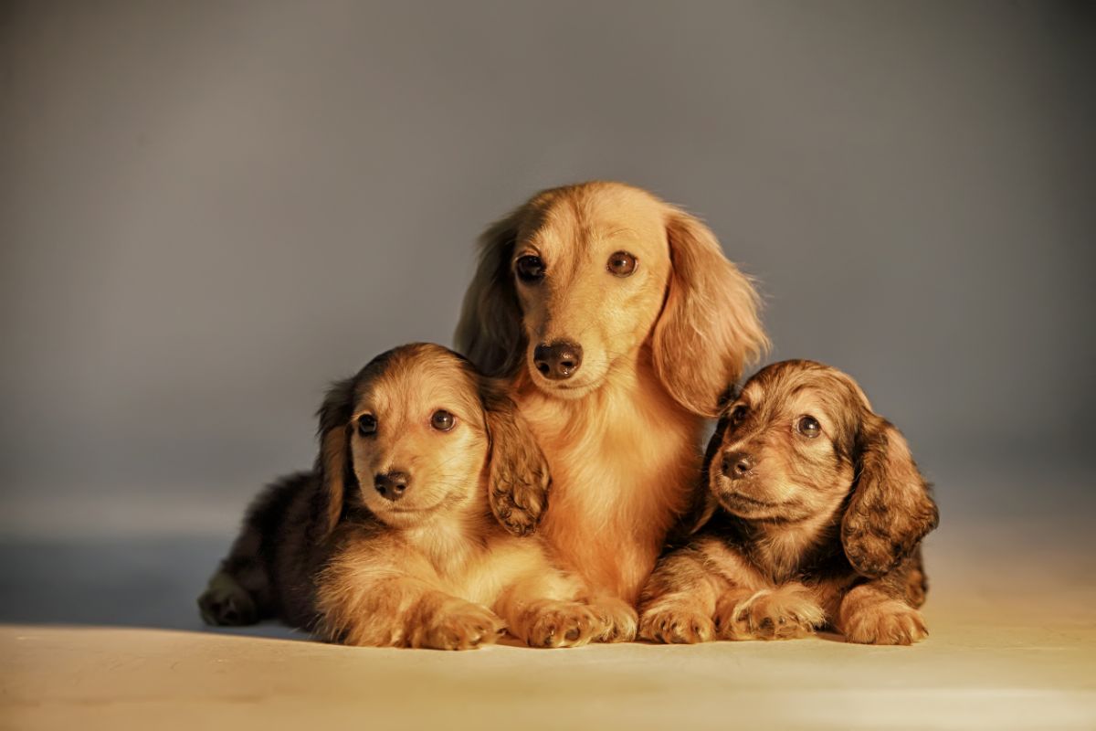 Filhotes de cachorros