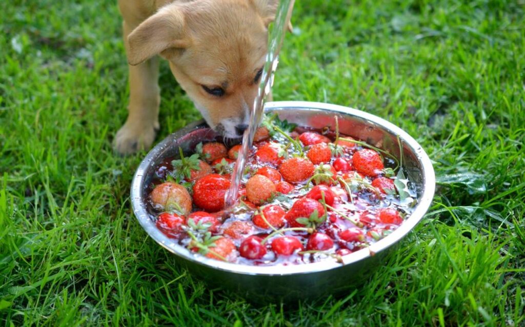 Cachorro filhote comendo morangos