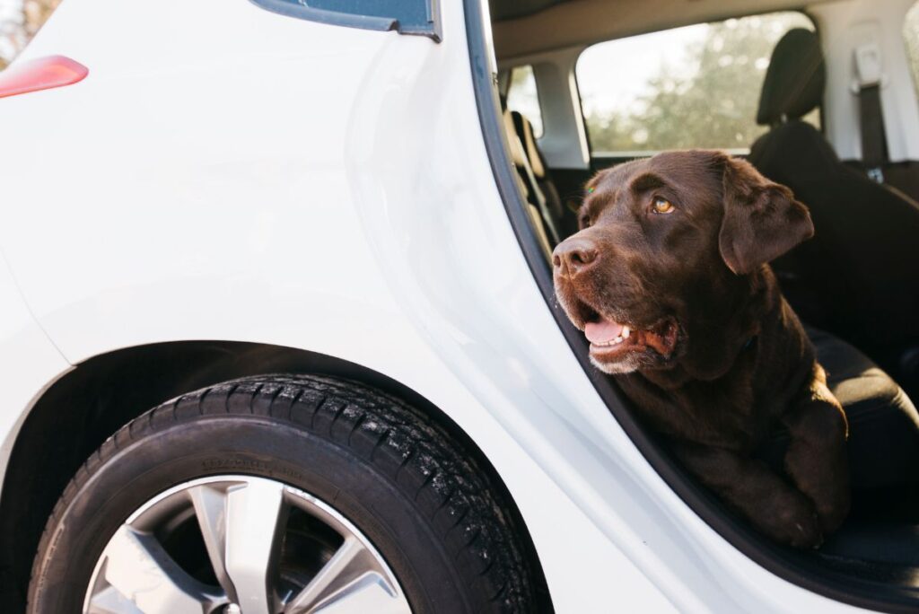 Cachorro dentro do carro