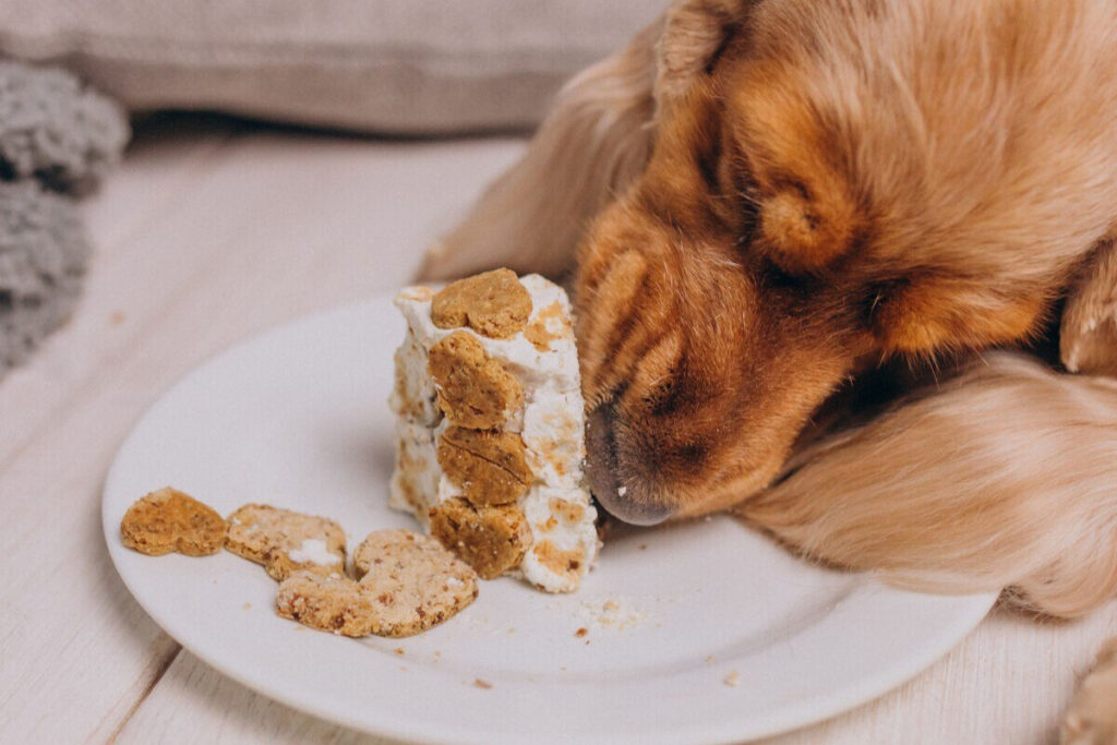 Cachorro comendo biscoito em prato branco