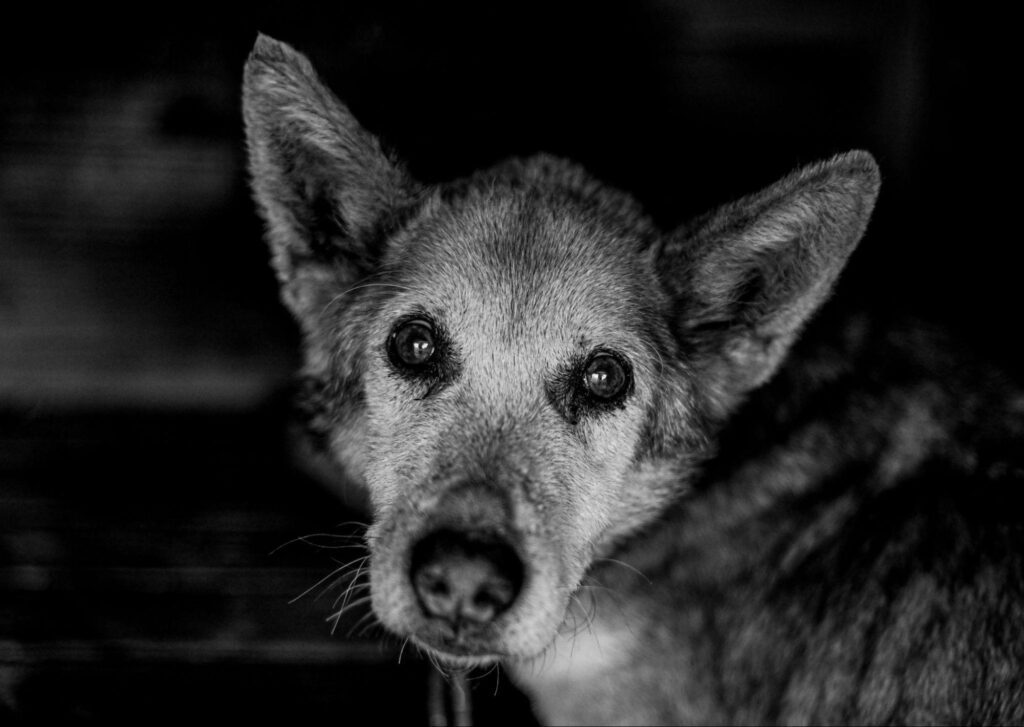 Cachorro idoso em preto e branco olhando para a câmera, com expressão sensível e aparência frágil.