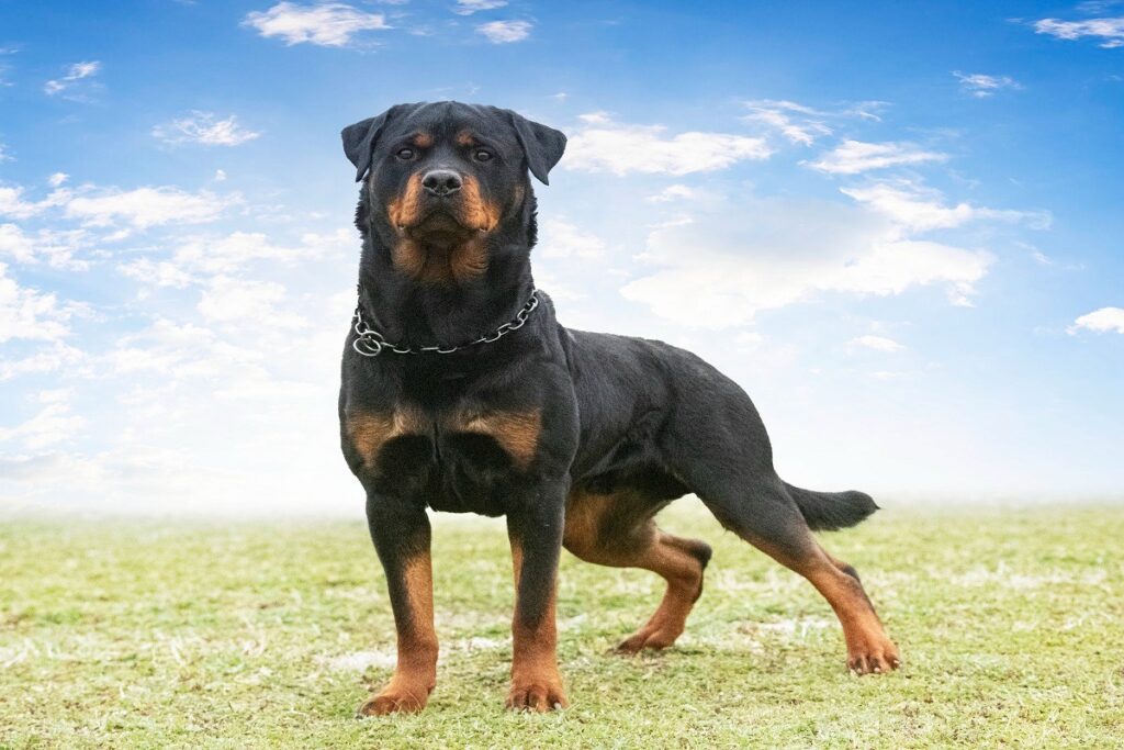 Cachorro da raça Rottweiler em pé sobre gramado, com céu azul ao fundo.