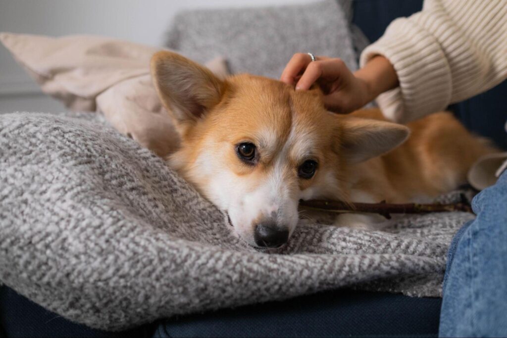 Cachorro deitado sobre uma manta enquanto recebe carinho de uma pessoa em ambiente interno.