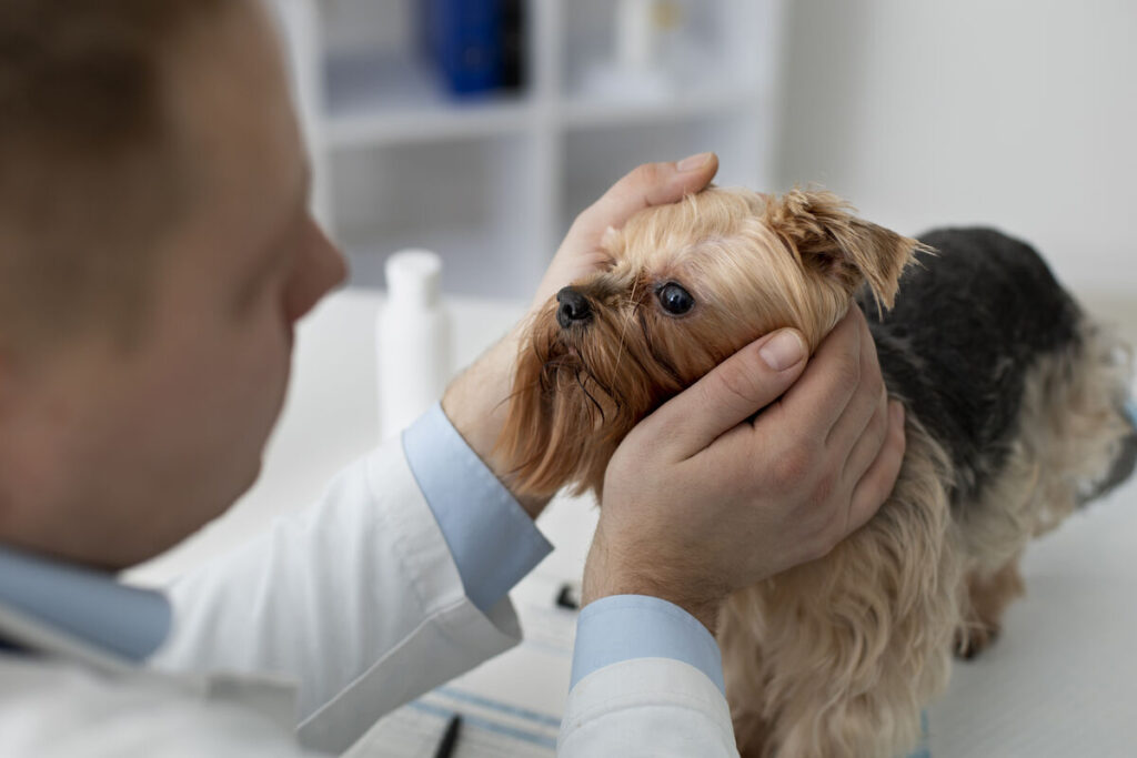 Veterinário examinando cachorro Yorkshire.
