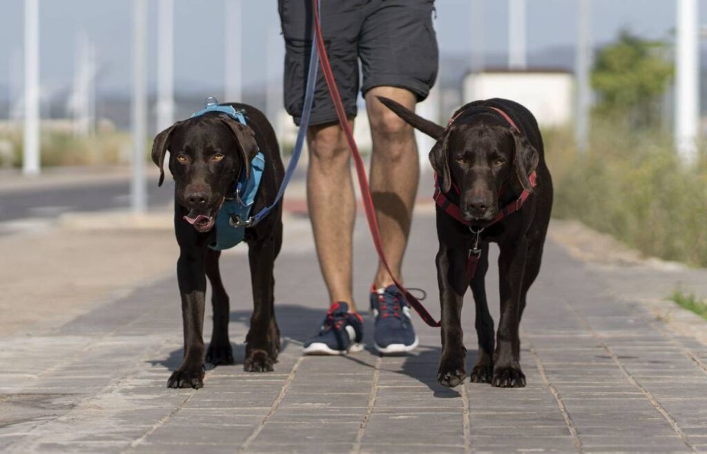 Dois cachorros passeando com um cara