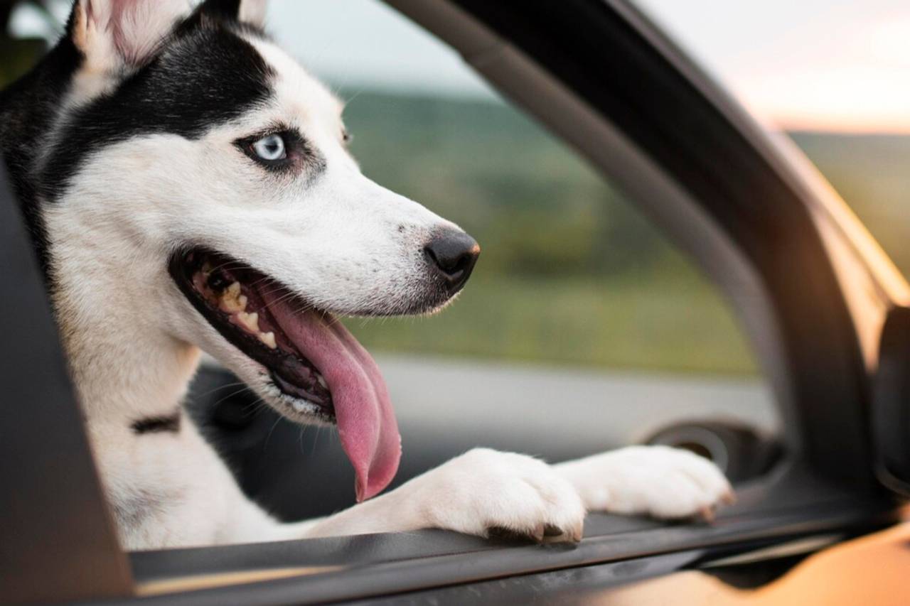Cachorro na janela do carro com a língua para fora