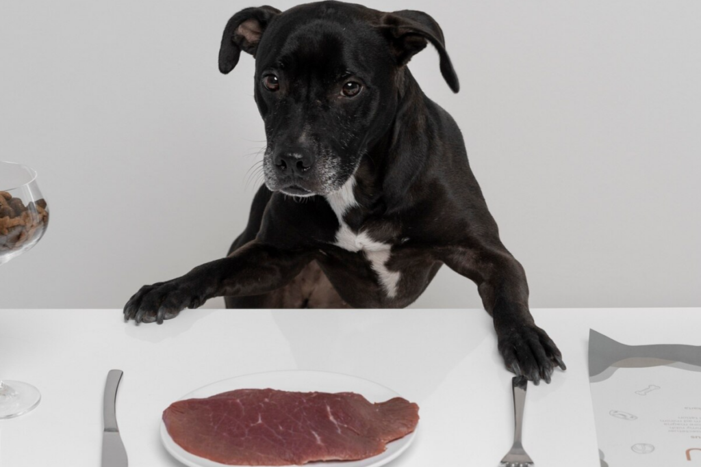 Cachorro preto à mesa com prato de carne crua, olhando atentamente para a refeição.