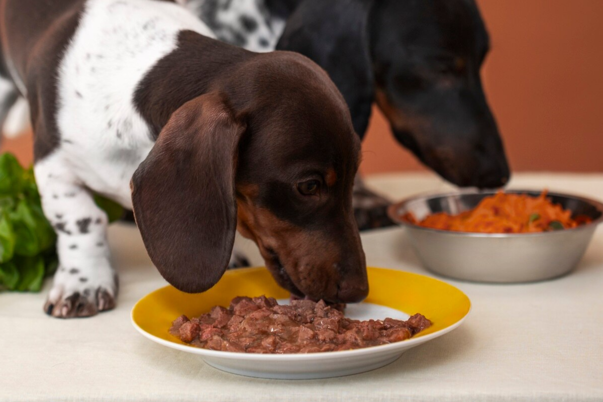 Pode dar carne crua ou moída para cachorro? E cozida?