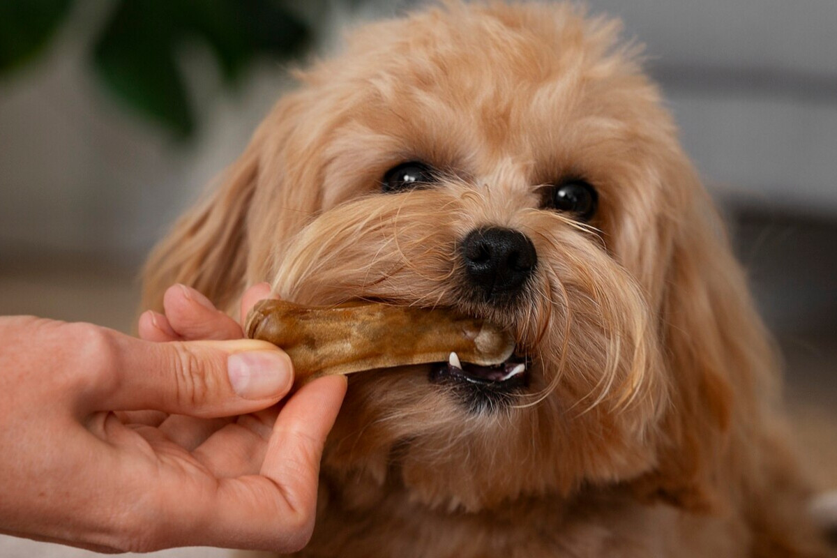 Cachorro comendo um osso em um ambiente acolhedor.