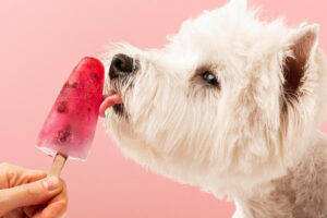 Cachorro branco pedindo picolé de frutas