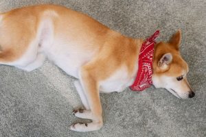 Cachorro deitado em tapete com bandana vermelha
