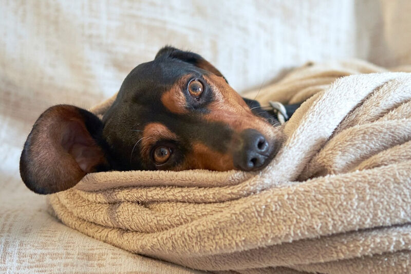 Cachorro doente com termômetro e touca