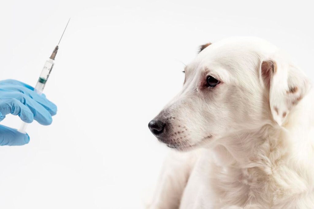 Cão branco olhando para uma seringa