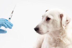 Cão branco olhando para uma seringa