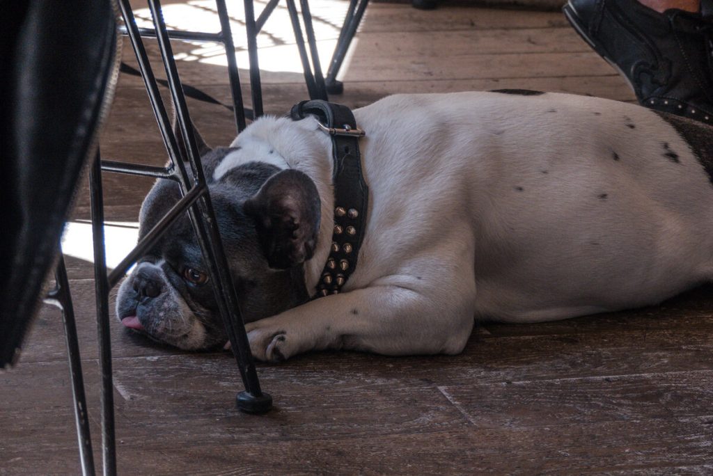 Bulldogue francês descansando sob uma mesa