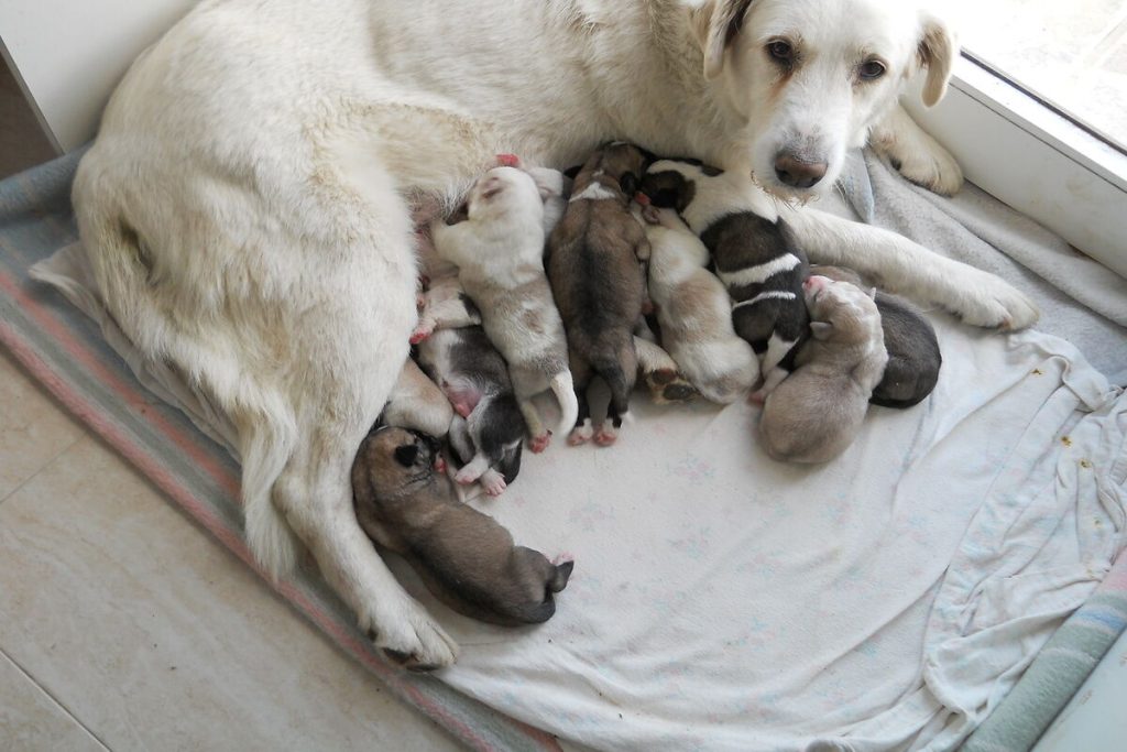Cachorrinha com filhotes em um cobertor