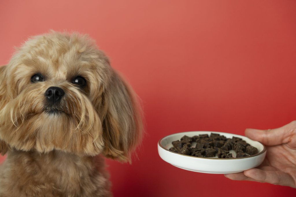 Cachorrinho recebendo petiscos em fundo vermelho